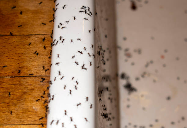 Best Pest Prevention Services  in Pueblo West, CO